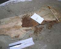 80-million-year-old dinosaur collagen confirmed