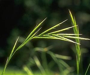 Growth Of Biofuel Industry Hurt By GMO Regulations