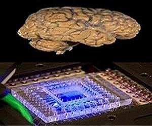 Researchers 'read' words in brain signals