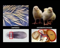 The evolutionary origin of the vertebrate brain