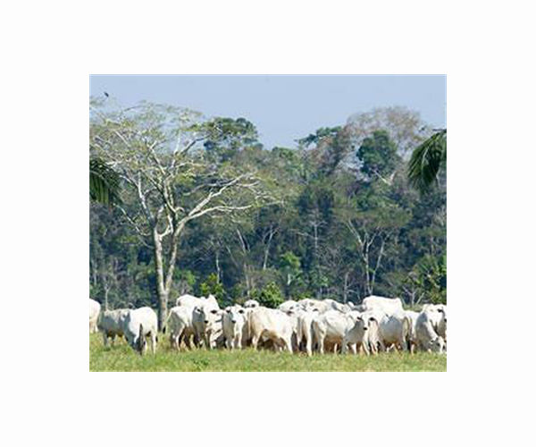 Brazil's meat giant JBS launches anti-deforestation plan