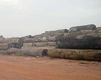 Activists slam Finnish paper maker for logging 'virgin forest'