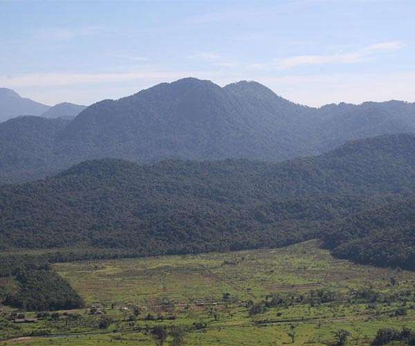 Natural forest regrowth can be better than planting trees: study