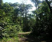Selectively logged Amazon forests play important role in climate