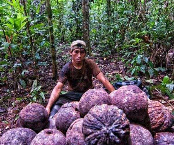 'Really hard' -- the life of an Amazon Brazil nut harvester