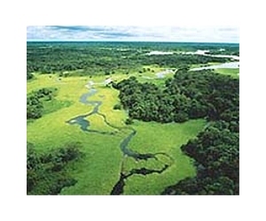 Brazil eyes cloning to bolster endangered species