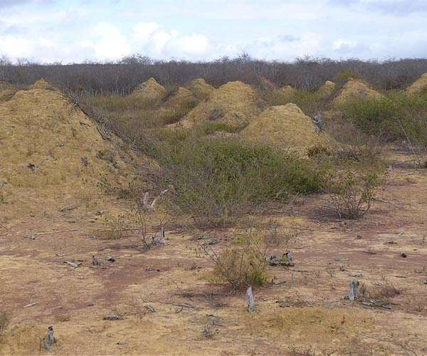 Termite gut microbes could aid biofuel production