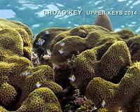 New study found ocean acidification may be impacting Florida keys