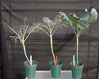 Insects Developing Resistance To Genetically Engineered Crops