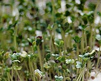 Gutsy Germs Succumb To Baby Broccoli