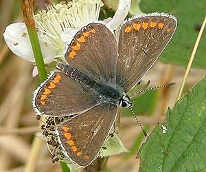 British butterfly is evolving to respond to climate change