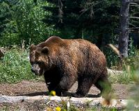 French farmers furious over plans to release bears
