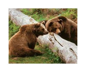 Bosnian fights to save 'bear children', Laka and Gvido