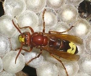Is The Hornet Our Key To Renewable Energy