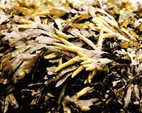 Coral Reefs Tough It Out Against Seaweed