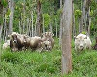Brazilian farmers learn to love Amazon's trees again