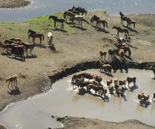 Australia to restart 'essential' aerial shooting of wild horses
