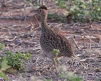 Scientists reveal new picture in the evolution of flightless birds