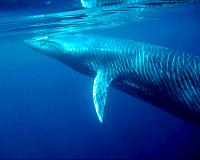 WHOI study reveals previously unknown component of whale songs