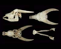 New Dwarf Buffalo Discovered By Chance In The Philippines