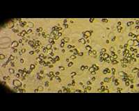 UV-irradiated amorphous ice behaves like liquid at low temperatures