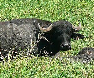 New thinking required on wildlife disease