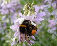 Bumble bee numbers tumble with climate change: study