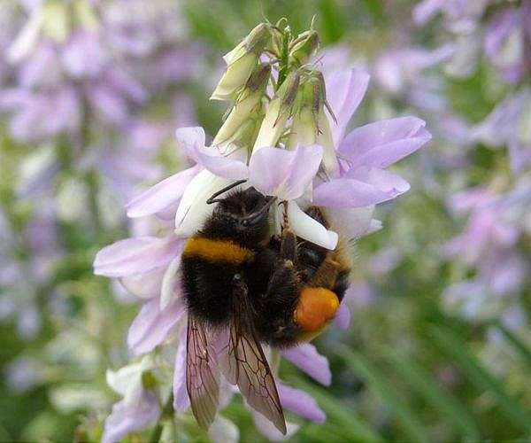 Small bees better at coping with warming, bumblebees struggle: study