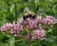 Climate change puts squeeze on bumblebees