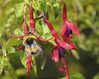 Nectar: A sweet reward from plants to attract pollinators