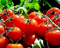Russia to lift some Turkey sanctions, tomato ban stays