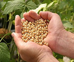 Paraguay dispels gloom with soya bonanza