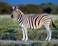 Burchell's zebras undertake 300-mile migration, longest in Africa