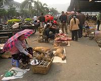 Myanmar eyes closure of wildlife trade hub on Chinese border