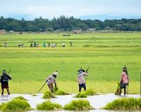 Land grabs cause lingering SE Asia conflicts: report