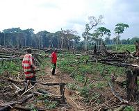 NASA Survey Technique Estimates Congo Forest's Carbon