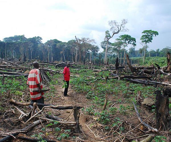 DRCongo suspends 'illegal' forestry concessions