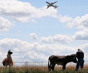 Llamas and goats keep grass cut at Chicago airport