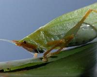 Researchers identify natural plant compounds that work against insects