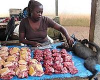 Clear strategies needed to reduce bushmeat hunting