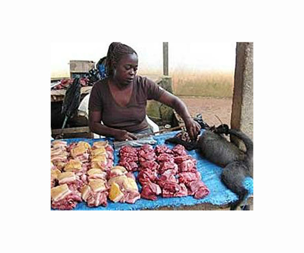 Bushmeat trade changes hint at erosion of cultural taboos in West Africa