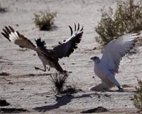Birds of prey help NATO warplanes police Baltic air