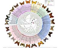 At last, butterflies get a bigger, better evolutionary tree