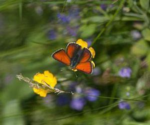 Population stability 'hope' in species' response to climate change