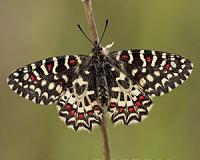 Diversity of European butterflies could be seriously underestimated