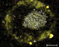 These bacteria produce gold by digesting toxic metals
