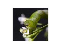 Defend or grow? These plants do both