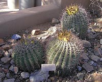 Cactus animal feed seen as growth area