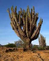How Did Cactuses Evolve