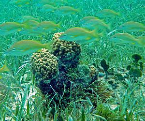 Submarine springs reveal how coral reefs respond to ocean acidification